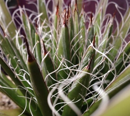 Agave filifera Thread Agave seeds