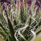 Agave filifera Faden-Agave Samen