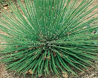 Agave geminiflora Twin-flowered Agave - Spaghetti Strap seeds