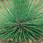 Agave geminiflora Agave ? deux fleurs graines