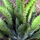 Agave gentryi Winterharte Agave Samen