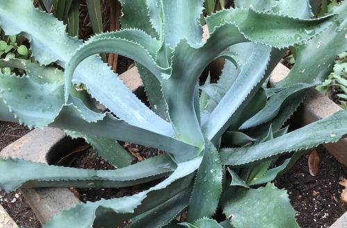 Agave gypsophila Gypsum Century Plant seeds