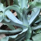 Agave gypsophila  semillas