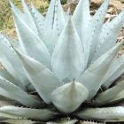 Agave havardiana  semillas