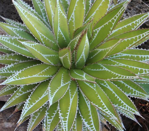 Agave impressa Maguey Masparillo seeds