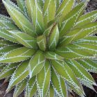 Agave impressa  semillas