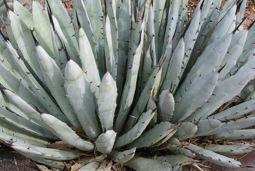 Agave macroacantha Black Spined Agave seeds