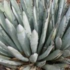 Agave macroacantha  semillas