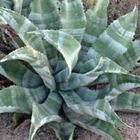 Agave marmorata