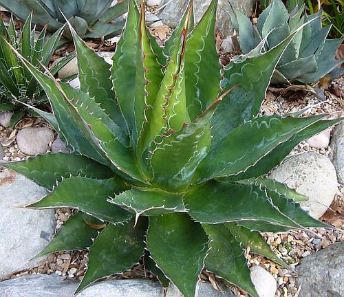 Agave montana Crystal Bowl seeds