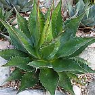 Agave montana Agave graines