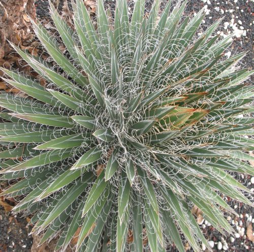 Agave multifilifera Chahuiqui seeds