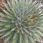 Agave multifilifera Chahuiqui Samen