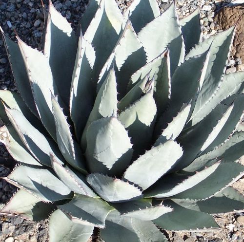 Agave neomexicana syn: Agave parryi subsp. Neomexicana seeds