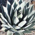 Agave neomexicana  semi