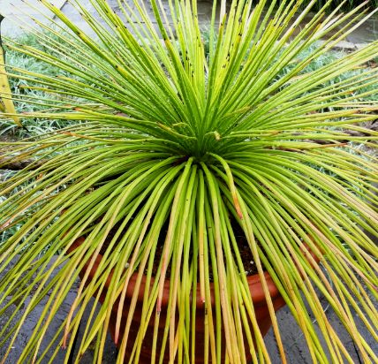 Agave ornithobroma Grass-Like Agave seeds