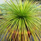 Agave ornithobroma  semi