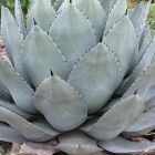 Agave parryi subsp. parryi  Parrys Agave - Mescal Agave graines