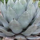 Agave parryi subsp. parryi  semi