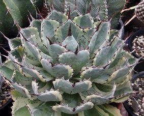 Agave potatorum Butterfly Agave seeds