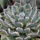 Agave potatorum