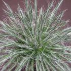 Agave schidigera White Stripe  semillas