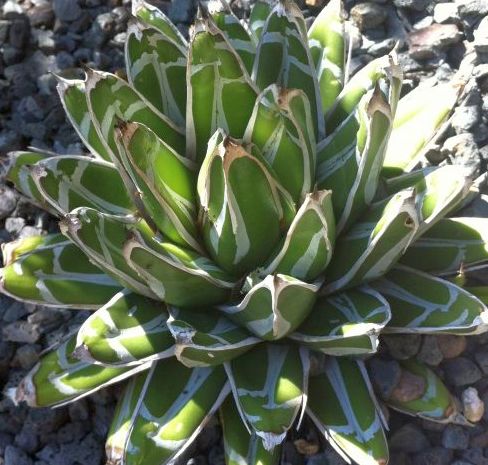 Agave victoriae-reginae Huasteca Canyon Queen Victoria Agave -  Royal Agave seeds