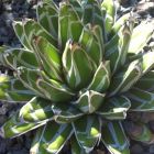 Agave victoriae-reginae Huasteca Canyon  semi