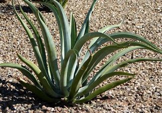 Agave vilmoriniana Octopus Agave seeds