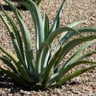 Agave vilmoriniana  semi