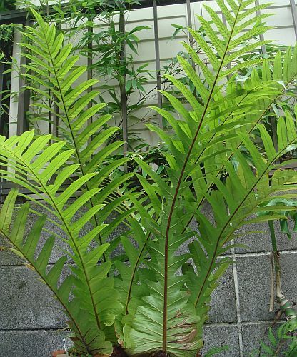 Aglaomorpha coronans fern seeds