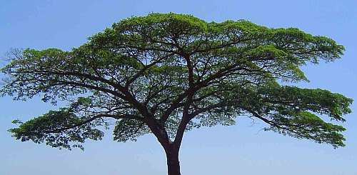 Albizia adianthifolia Flat-crown Albizia, syn:  Albizia gummifera seeds