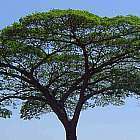 Albizia adianthifolia  semillas