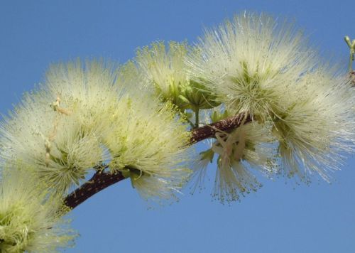 Albizia anthelmintica Worm-Cure Albizia seeds