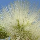 Albizia anthelmintica