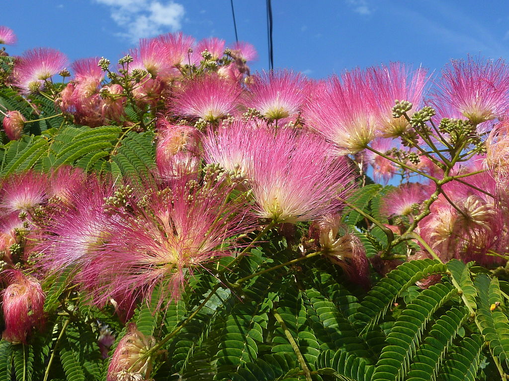 Albizia julibrissin Mimosa Tree - Silk Tree seeds