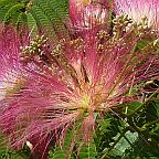 Albizia julibrissin  semillas