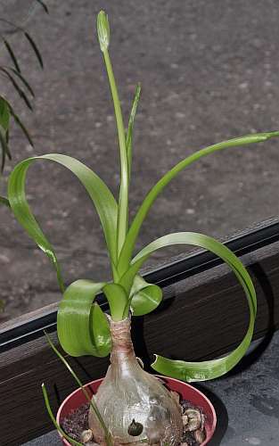 Albuca longibracteata Pregnant Onion seeds