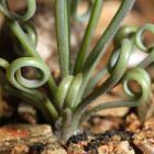 Albuca schonlandii  semi