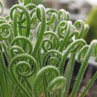 Albuca spiralis  cемян