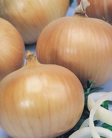 Allium cepa giant Giant Onion seeds