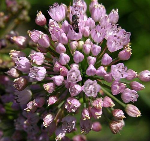 Allium dregeanum Wild Onion seeds