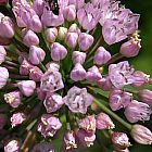 Allium dregeanum cipolla selvatica semi