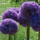 Allium giganteum Ail d ornement g?ant  graines