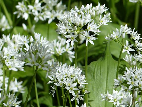 Allium ursinum Ramsons - Buckrams - Wild garlic seeds