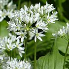 Allium ursinum