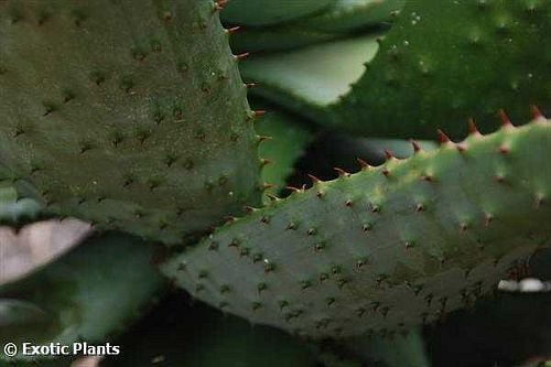 Aloe aculeata succulent seeds