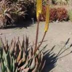 Aloe aculeata succulento semillas