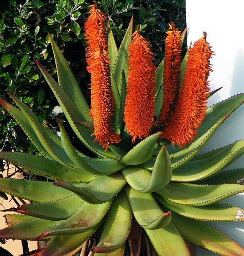 Aloe africana african aloe seeds