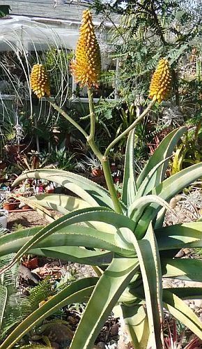 Aloe arborescens krantz aloe - candelabra aloe seeds